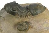 Paralejurus Trilobite With Reedops - Atchana, Morocco #310282-2